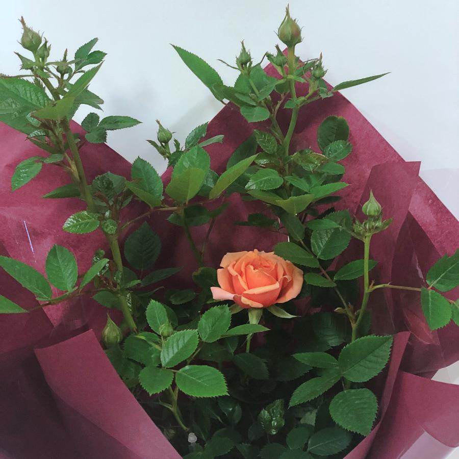 Coral 35th Wedding Anniversary Patio Rose Gift - Rose Bush Gift - Tree2mydoor