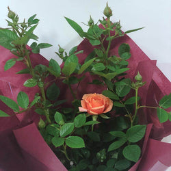 Coral 35th Wedding Anniversary Patio Rose Gift - Rose Bush Gift - Tree2mydoor