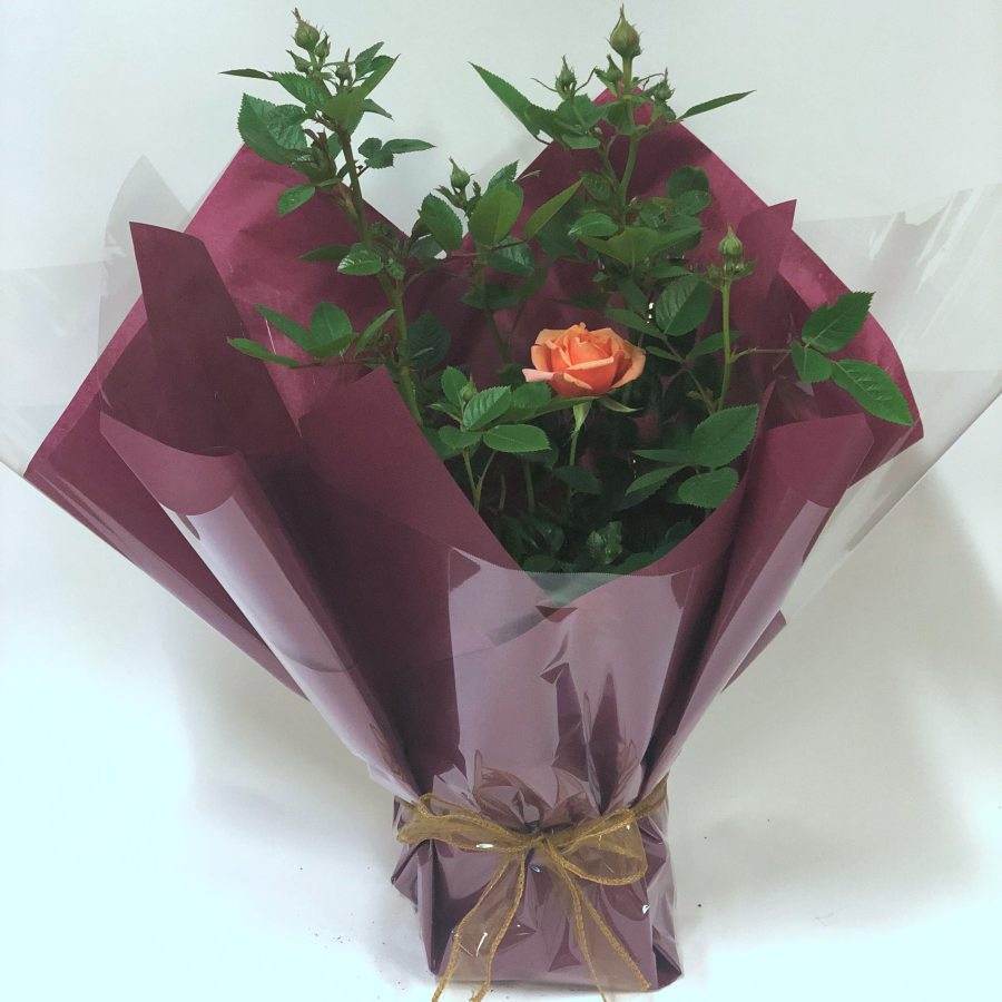 Coral 35th Wedding Anniversary Patio Rose Gift - Rose Bush Gift - Tree2mydoor