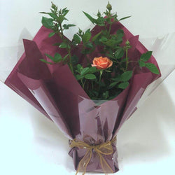 Coral 35th Wedding Anniversary Patio Rose Gift - Rose Bush Gift - Tree2mydoor