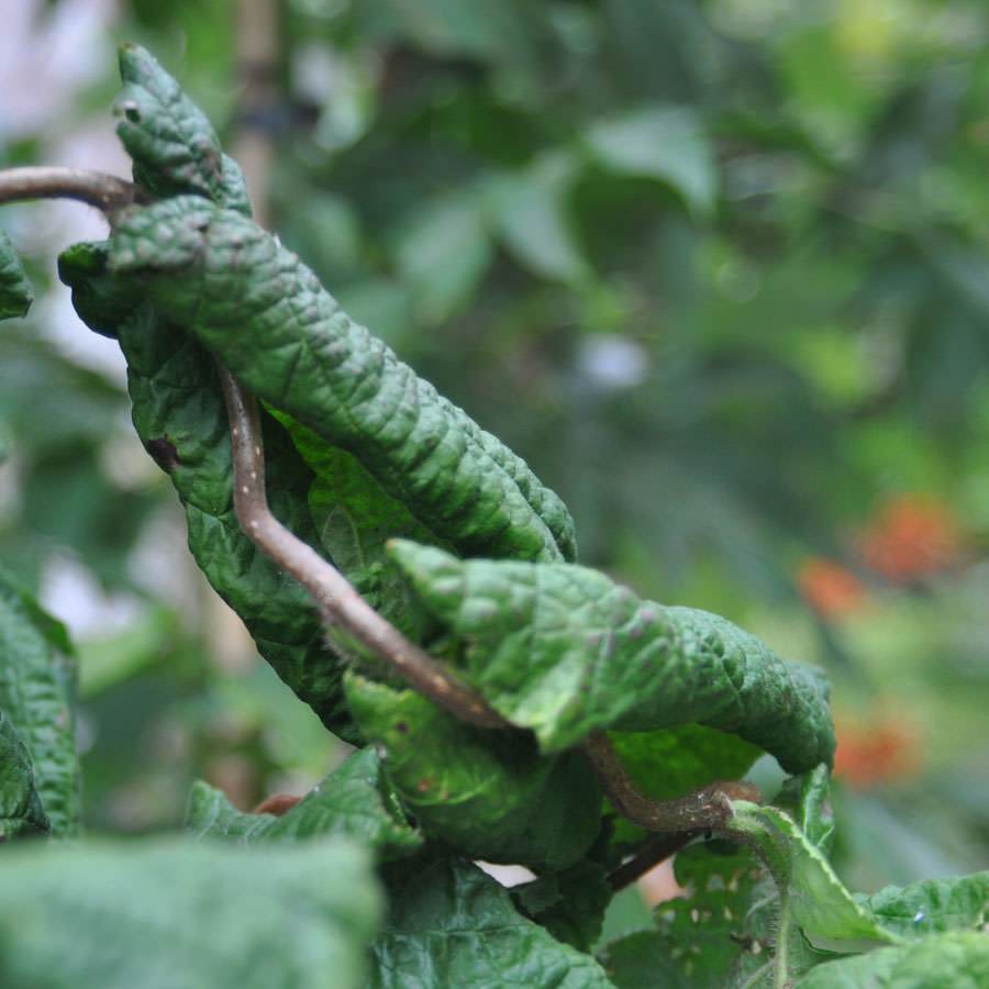 Cork Screw Hazel Tree Gift | Send a Hazelnut Tree online