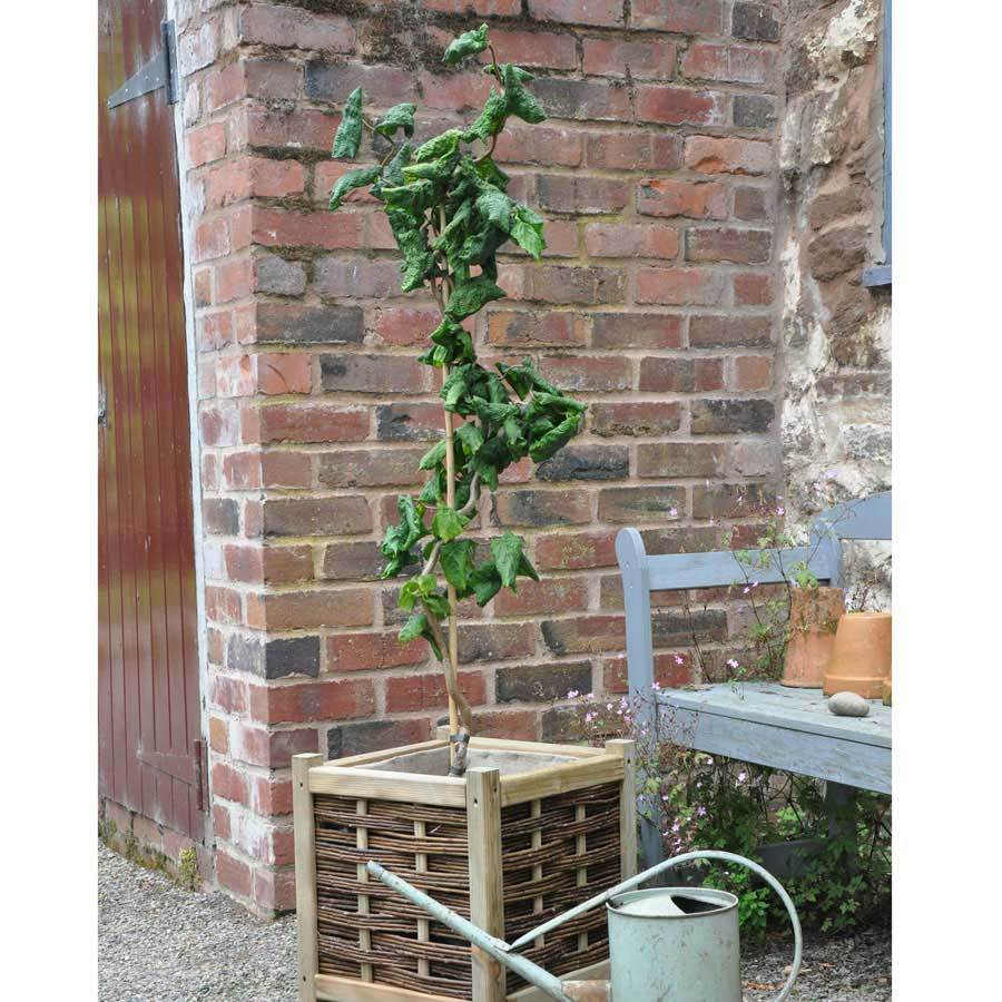 Corkscrew Hazel Tree