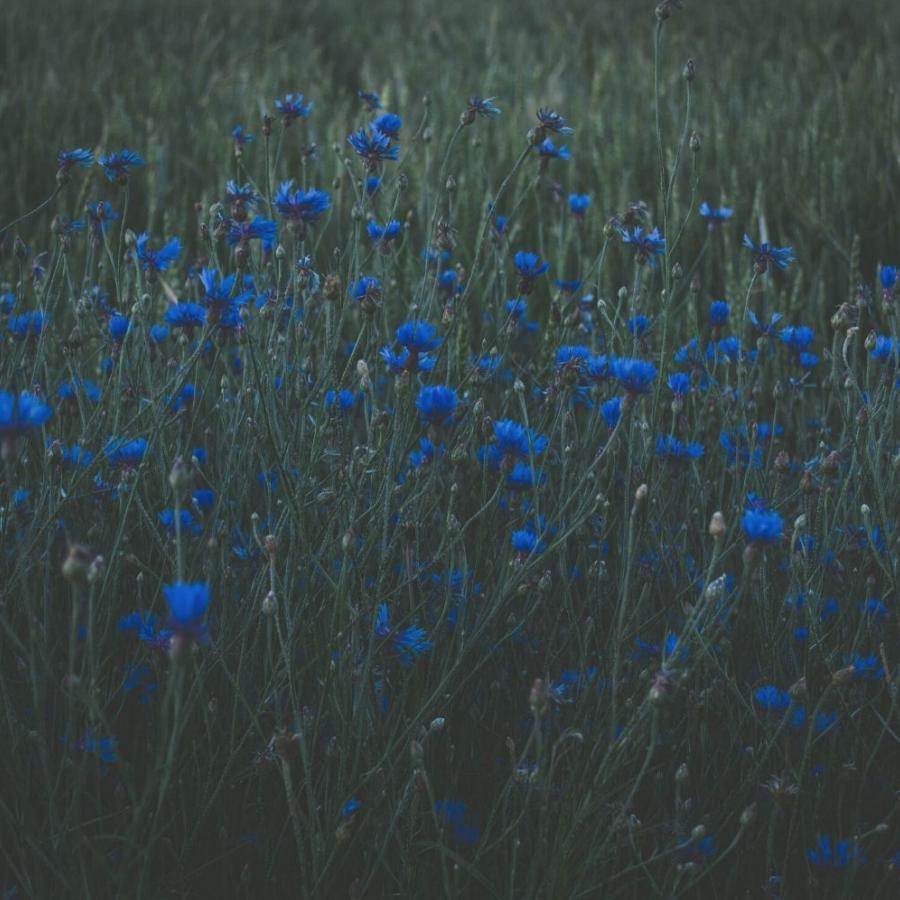 Cornflower Power Seedbom Gift - Seed Gifts - Tree2mydoor