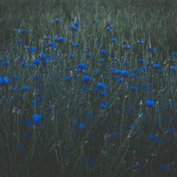 Cornflower Power Seedbom Gift - Seed Gifts - Tree2mydoor