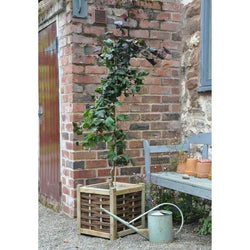 Red Majestic Corkscrew Hazelnut Tree - Gardeners Club - Tree2mydoor