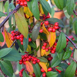 12L Cotoneaster Hybridus Pendulus 1.5m - Gardeners Club - Tree2mydoor