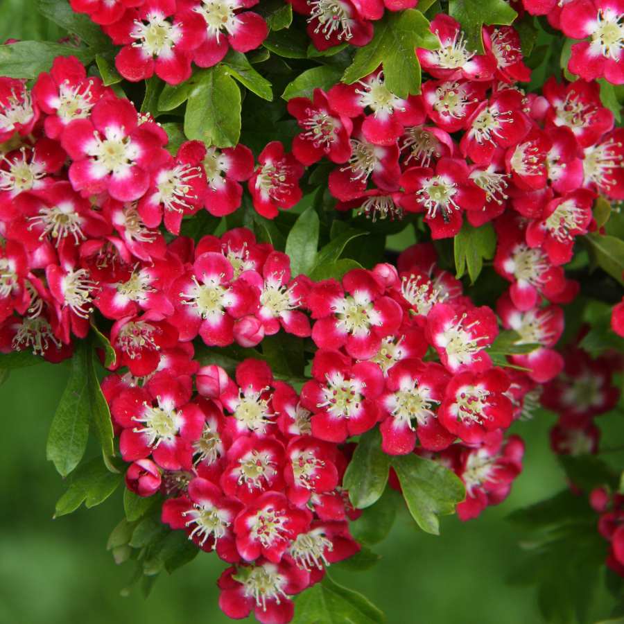 Buy Crataegus laev Crimson Cloud | 12L Crimson Hawthorn Tree