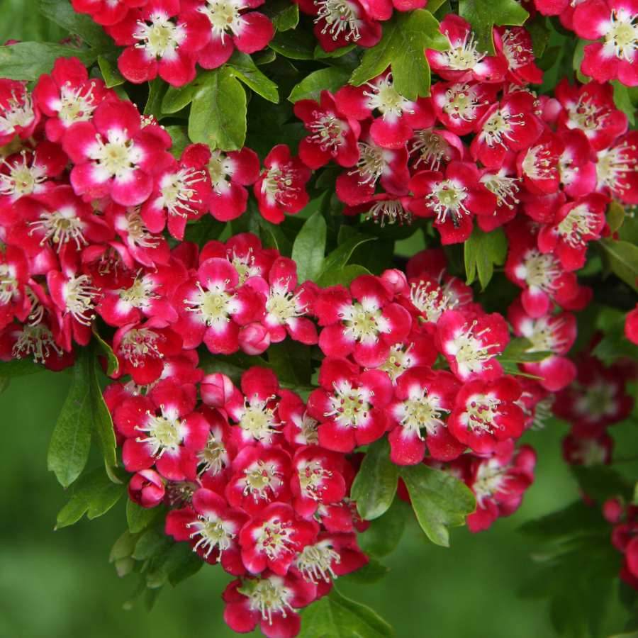 12L Crataegus laevigata Crimson Cloud 1.5m - Gardeners Club - Tree2mydoor