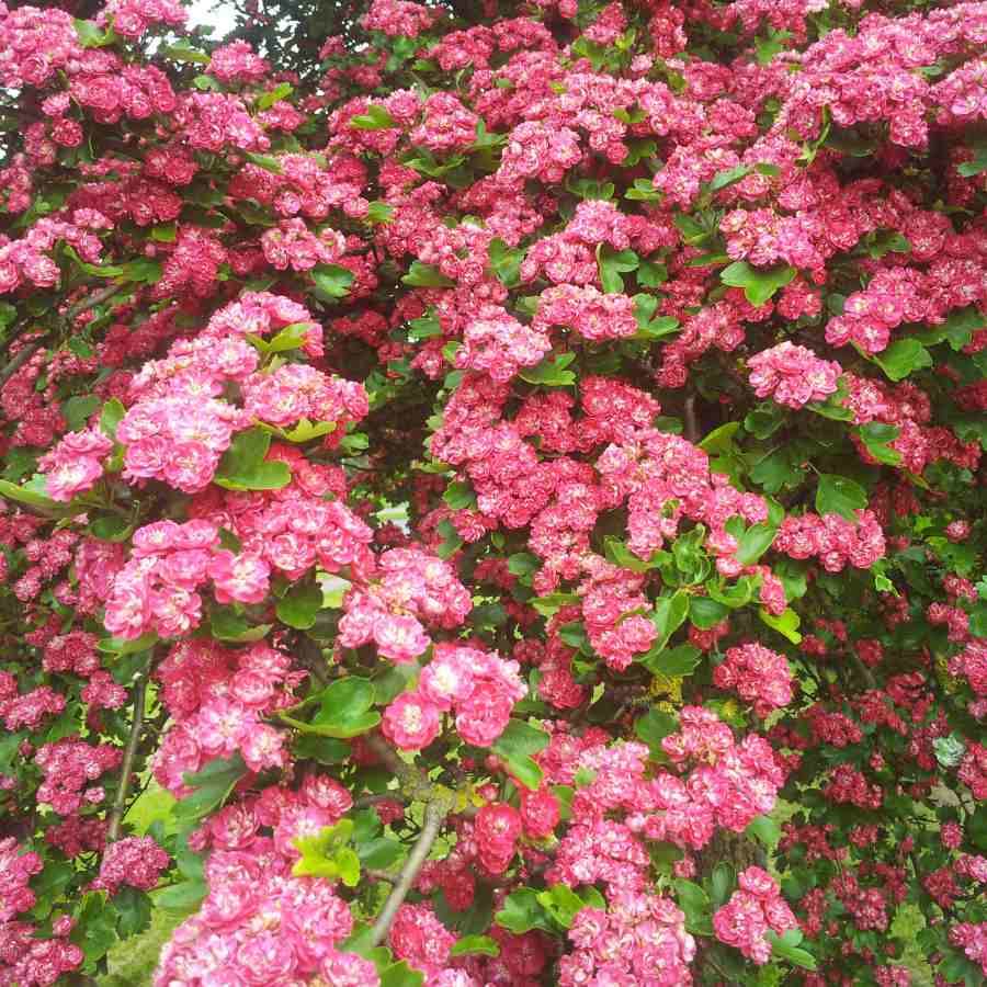 12L Crataegus laevigata Pauls Scarlet 1.5m - Gardeners Club - Tree2mydoor