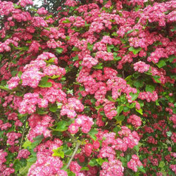 12L Crataegus laevigata Pauls Scarlet 1.5m - Gardeners Club - Tree2mydoor