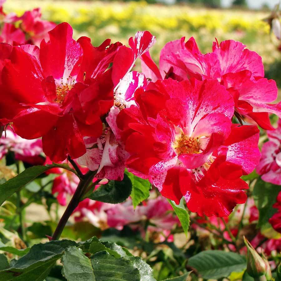 Crazy For You Rose Gift - Rose Bush Gift - Tree2mydoor