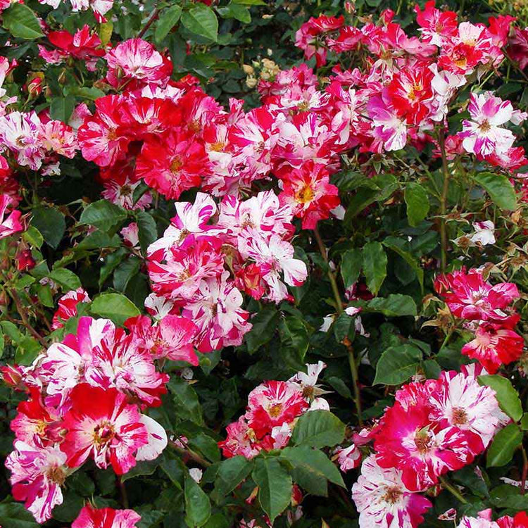 The blooms of the Crazy for You Rose Bush