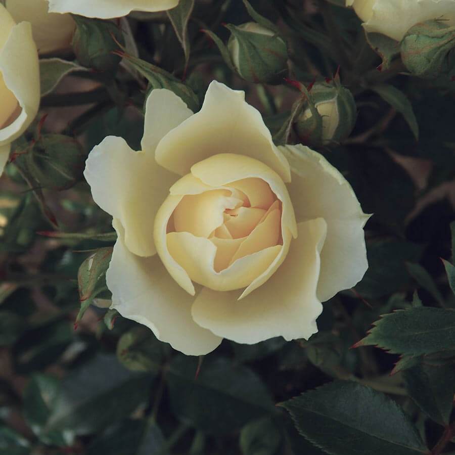 Cream Dream Rose Bush Gift - Rose Bush Gift - Tree2mydoor
