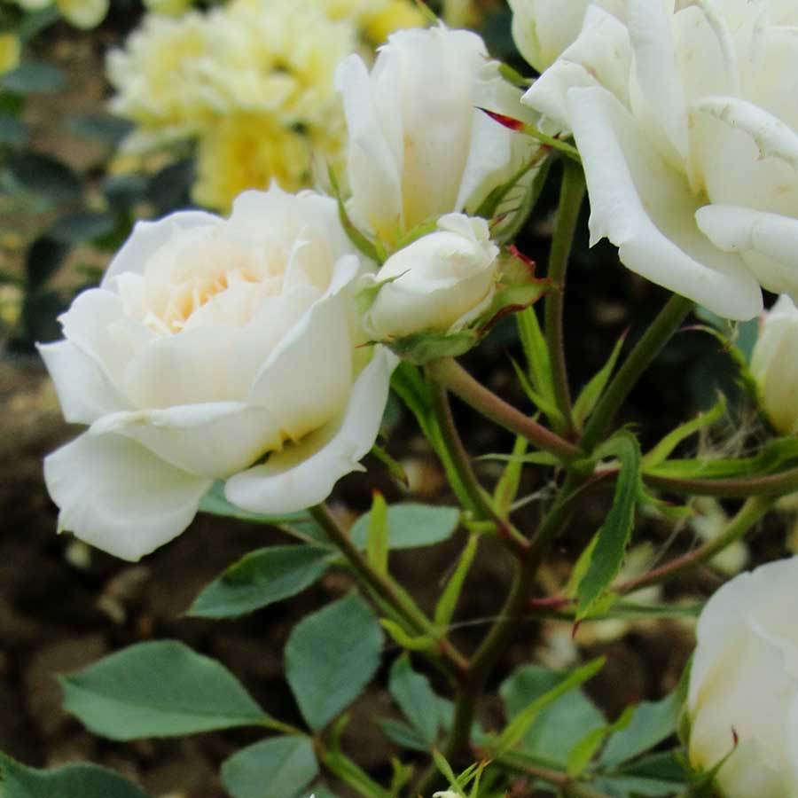 Cream of the Crop Rose Gift - Rose Bush Gift - Tree2mydoor