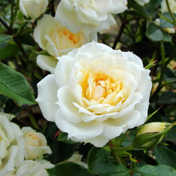 Cream of the Crop Rose Gift - Rose Bush Gift - Tree2mydoor
