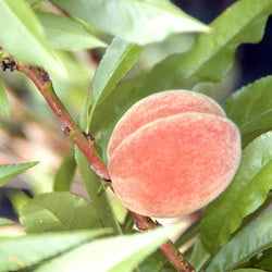 Dwarf Crimson Bonfire Peach Tree Gift - Fruit Tree Gift - Tree2mydoor