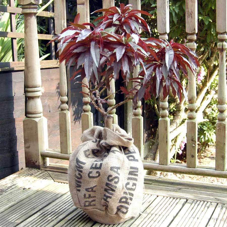 Dwarf Crimson Bonfire Peach Tree Gift - Fruit Tree Gift - Tree2mydoor