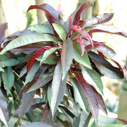 Dwarf Crimson Bonfire Peach Tree Gift - Fruit Tree Gift - Tree2mydoor