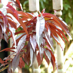 Dwarf Crimson Bonfire Peach Tree Gift - Fruit Tree Gift - Tree2mydoor