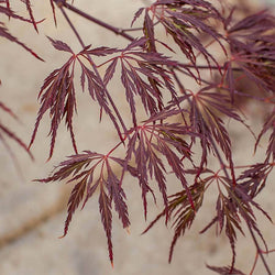 Crimson Queen Japanese Maple Tree Gift - Acer Tree Gift - Tree2mydoor