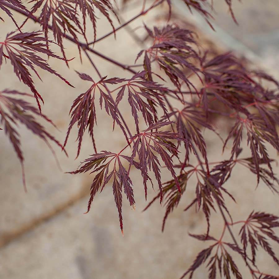 Crimson Queen Japanese Maple Tree Gift - Acer Tree Gift - Tree2mydoor
