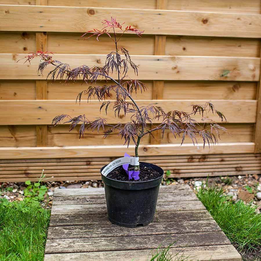 Crimson Queen Japanese Maple Tree Gift - Acer Tree Gift - Tree2mydoor