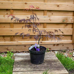 Crimson Queen Japanese Maple Tree Gift - Acer Tree Gift - Tree2mydoor