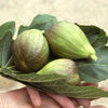 Fig (Ficus) Brown Turkey for Sale