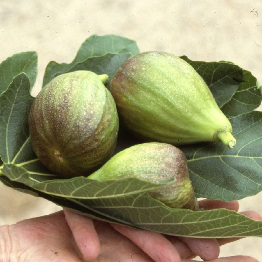 Fig (Ficus) Brown Turkey for Sale