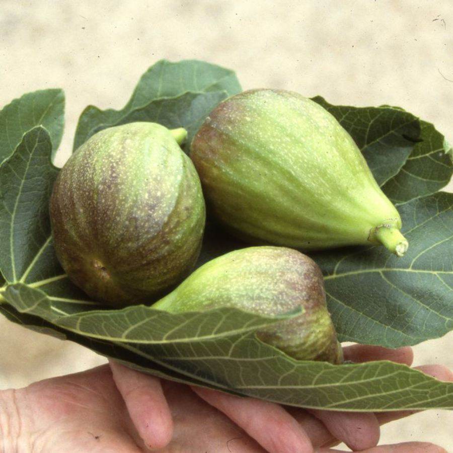 7L Fig (Ficus) Brown Turkey - Gardeners Club - Tree2mydoor