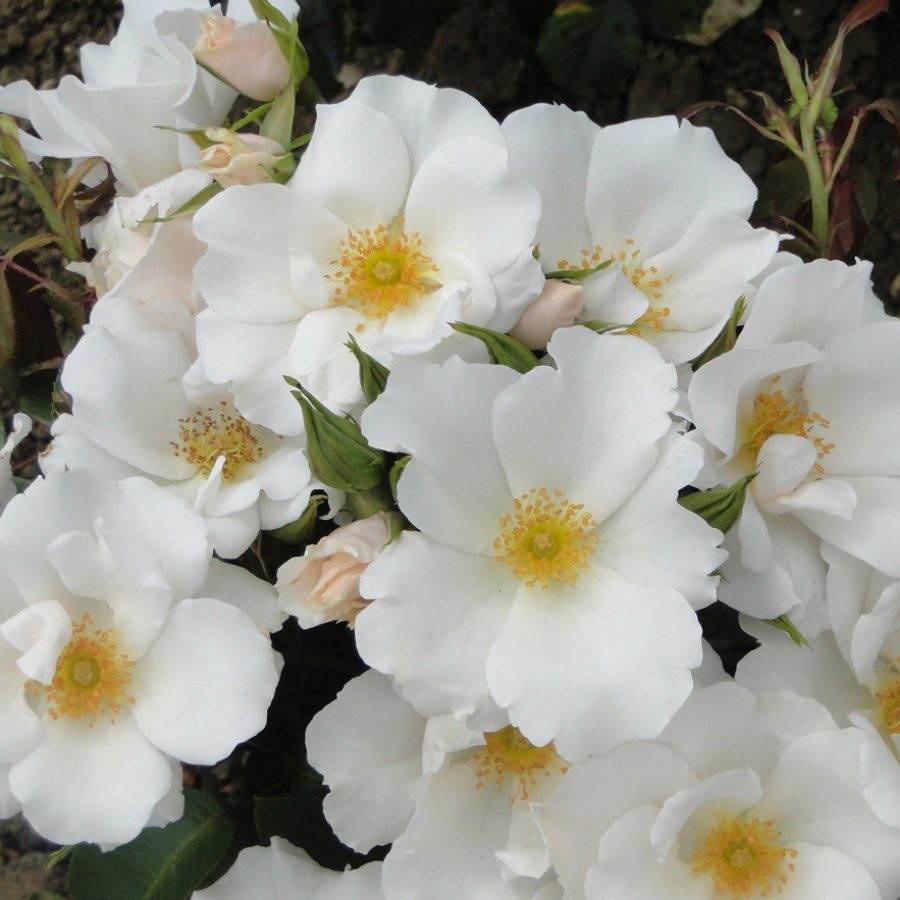 Crystal 15th Anniversary Rose Bush Gift - Rose Bush Gift - Tree2mydoor