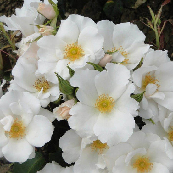 Crystal 15th Anniversary Rose Bush Gift