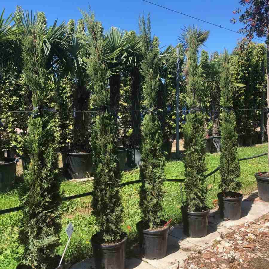 20L Cupressus sempervirens 1.5-1.75m 1 x Cupressus sempervirens - Gardeners Club - Tree2mydoor