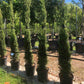 Cupressus sempervirens Trees for Sale