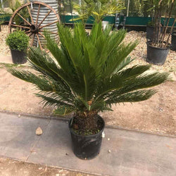 12L Cycas revoluta 70-80cm 1 x Cycas revoluta - Gardeners Club - Tree2mydoor