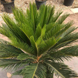 12L Cycas revoluta 70-80cm 1 x Cycas revoluta - Gardeners Club - Tree2mydoor