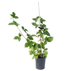 Berry Box Gift - Fruit Tree Gift - Tree2mydoor