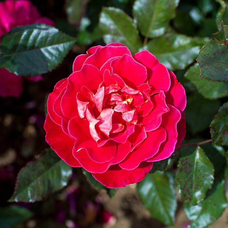 The Anniversary Rose Gift - Rose Bush Gift - Tree2mydoor