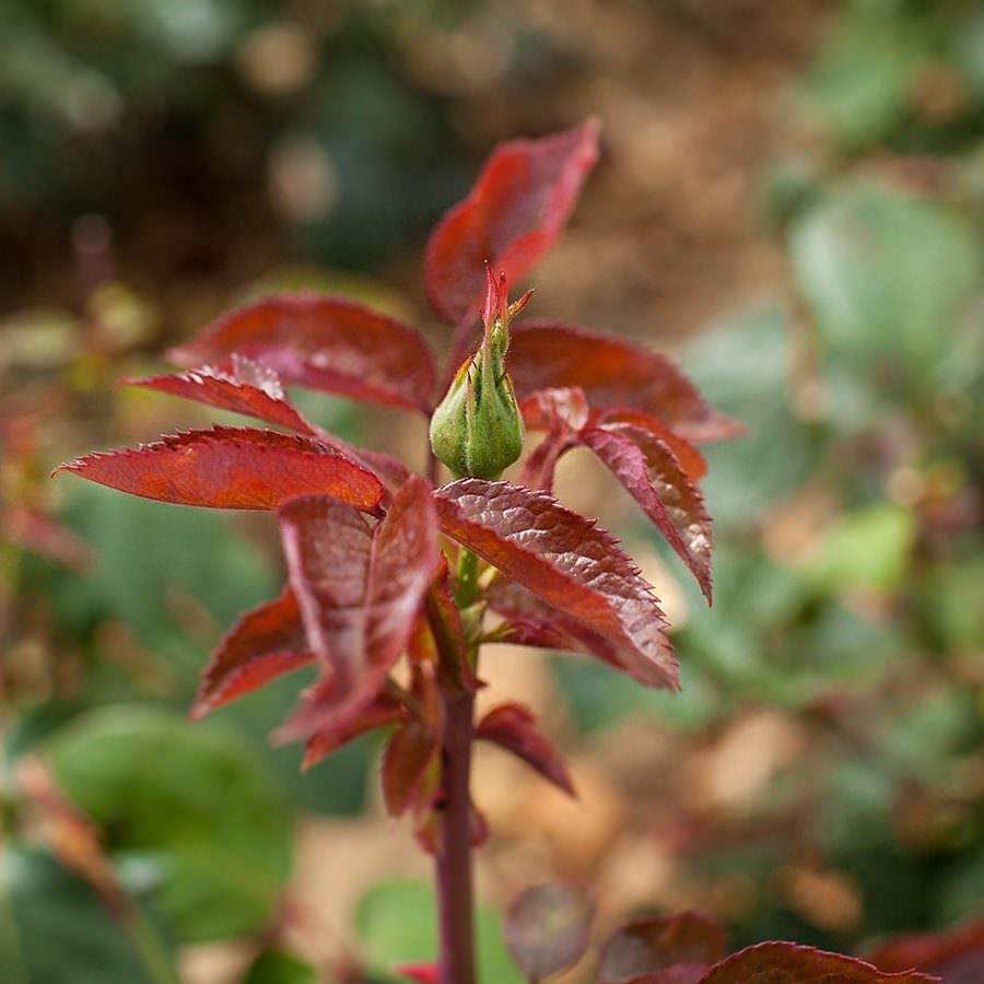 Loving Memories Rose Bush Gift Vibrant Red Remembrance Rose