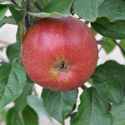 Queen Cox Apple Tree Gift - Fruit Tree Gift - Tree2mydoor