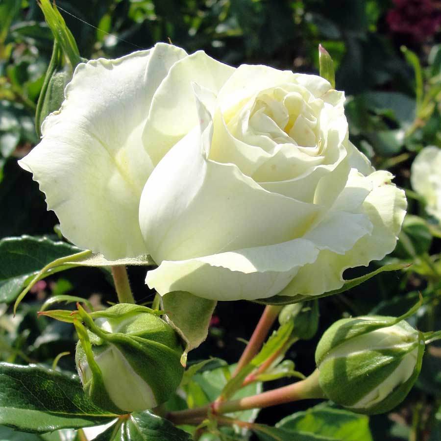 With Love Rose Gift - Rose Bush Gift - Tree2mydoor