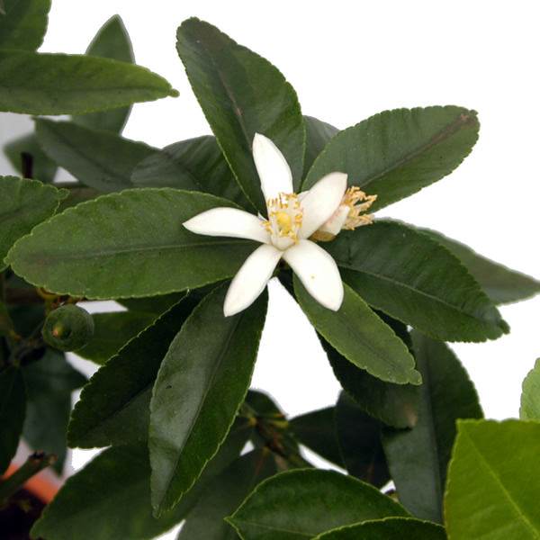 Fragrant Lime Tree Blossoms