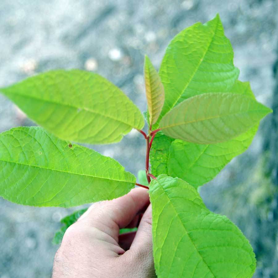 Hegg Tree Bird Cherry Tree Gift | Prunus padus | Bird Cherry or Hackberry