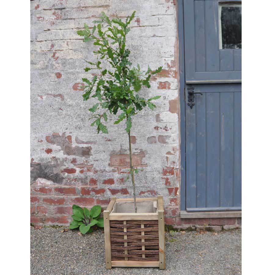 Large Oak Tree Gift - Gardeners Club - Tree2mydoor