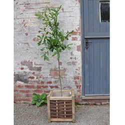 Large Oak Tree Gift - Gardeners Club - Tree2mydoor