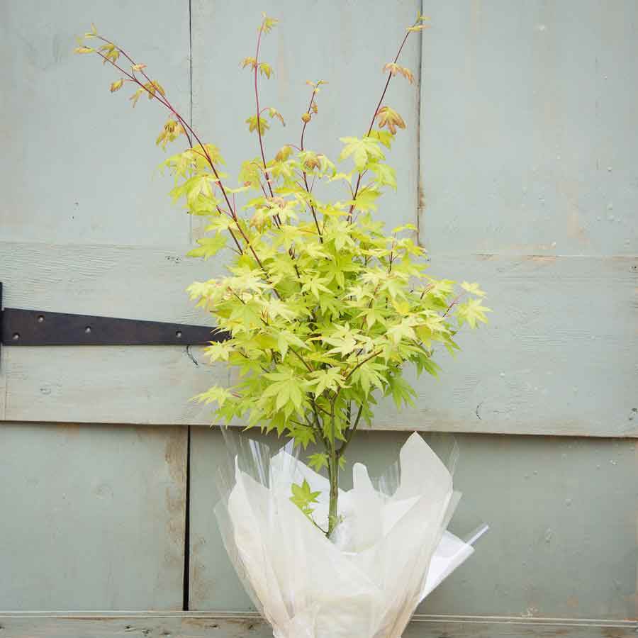 The striking Summer Gold Japanese Maple Tree Gift