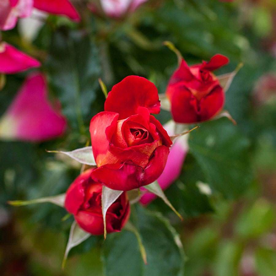 Best Wishes Climbing Rose Gift - Rose Bush Gift - Tree2mydoor
