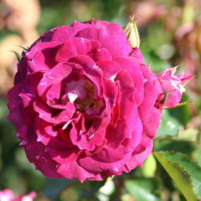 Let's Celebrate Rose Bloom