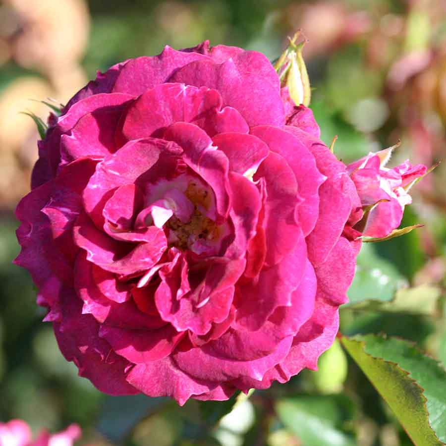 Let's Celebrate Rose Bloom