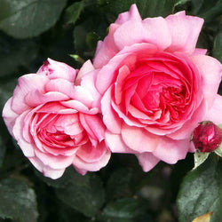 Happy Retirement Years Rose Bush - Rose Bush Gift - Tree2mydoor